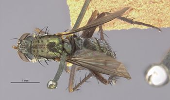 Media type: image;   Entomology 13031 Aspect: habitus dorsal view
